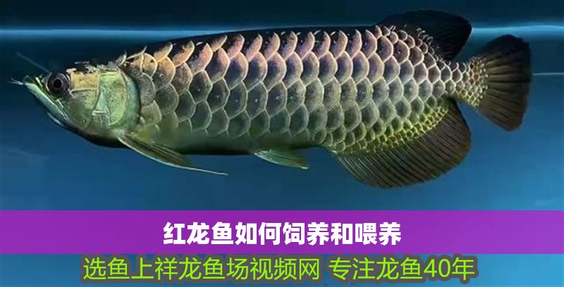 紅龍魚(yú)如何飼養(yǎng)和喂養(yǎng)