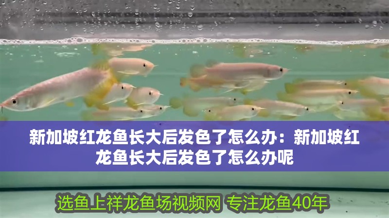 新加坡紅龍魚長大后發色了怎么辦：新加坡紅龍魚長大后發色了怎么辦呢