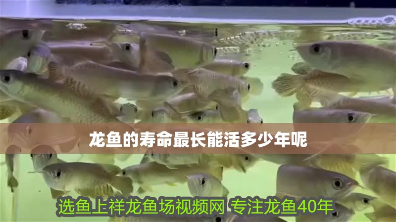 龍魚的壽命最長能活多少年呢