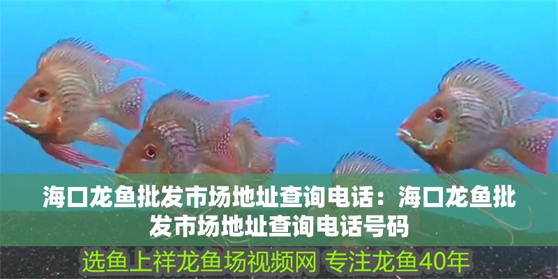 海口龍魚(yú)批發(fā)市場(chǎng)地址查詢(xún)電話(huà)：海口龍魚(yú)批發(fā)市場(chǎng)地址查詢(xún)電話(huà)號(hào)碼