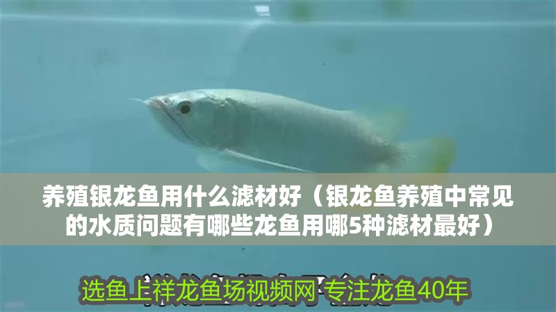 養殖銀龍魚用什么濾材好（銀龍魚養殖中常見的水質問題有哪些龍魚用哪5種濾材最好） 養殖銀龍魚用什么濾材好（銀龍魚養殖中常見的水質問題有哪些龍魚用哪5種濾材最好） 龍魚百科