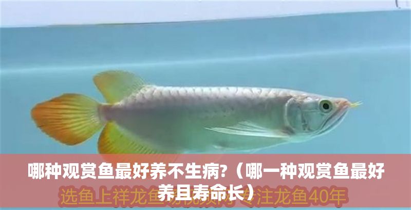 哪種觀賞魚最好養(yǎng)不生病?（哪一種觀賞魚最好養(yǎng)且壽命長） 哪種觀賞魚最好養(yǎng)不生病?（哪一種觀賞魚最好養(yǎng)且壽命長） 龍魚百科 第1張