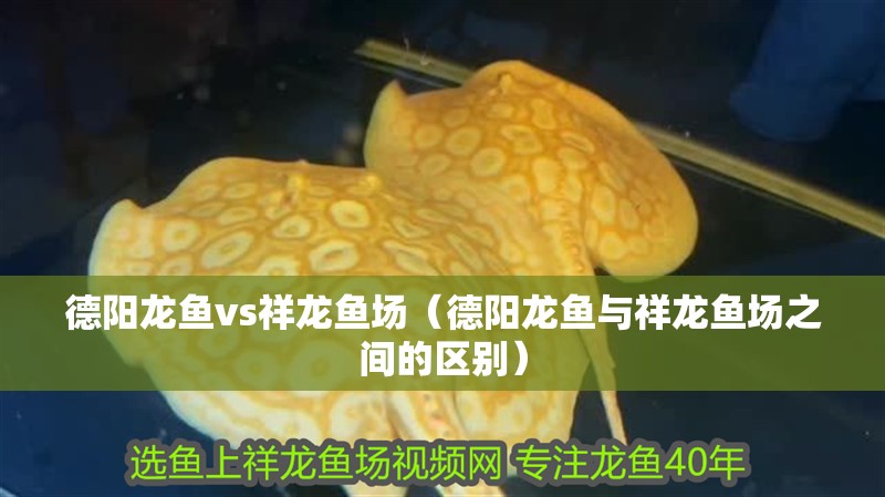 德陽(yáng)龍魚vs祥龍魚場(chǎng)（德陽(yáng)龍魚與祥龍魚場(chǎng)之間的區(qū)別）
