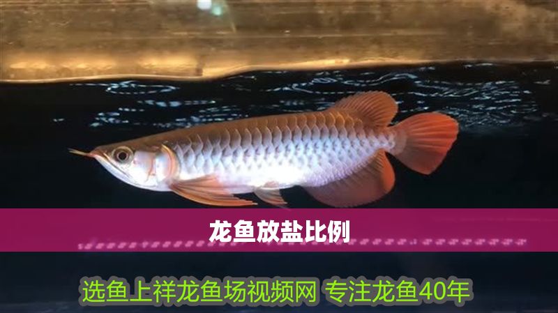 龍魚放鹽比例