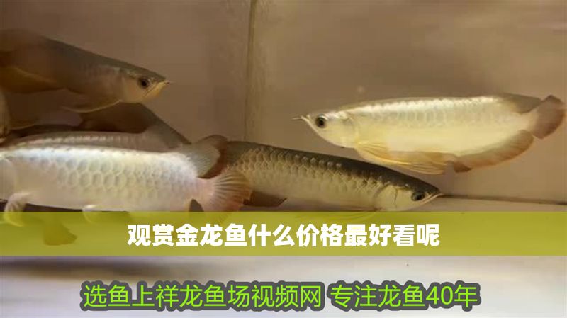 觀賞金龍魚什么價格最好看呢