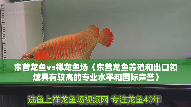 東營龍魚vs祥龍魚場（東營龍魚養殖和出口領域具有較高的專業水<strong><mark>平和</mark></strong>國際聲譽）