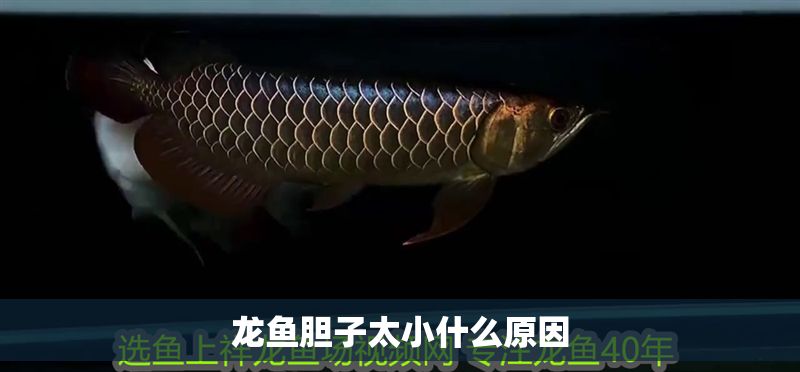 龍魚膽子太小什么原因