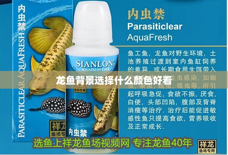 龍魚背景選擇什么顏色好看