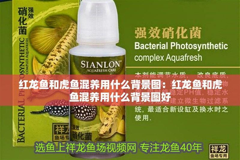 紅龍魚和虎魚混養(yǎng)用什么背景圖：紅龍魚和虎魚混養(yǎng)用什么背景圖好