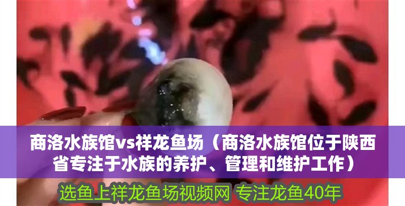商洛水族館vs祥龍魚(yú)場(chǎng)（商洛水族館位于陜西省專(zhuān)注于水族的養(yǎng)護(hù)、管理和維護(hù)工作）