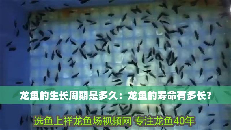龍魚的生長周期是多久：龍魚的壽命有多長？ 龍魚的生長周期是多久：龍魚的壽命有多長？ 龍魚百科 第1張
