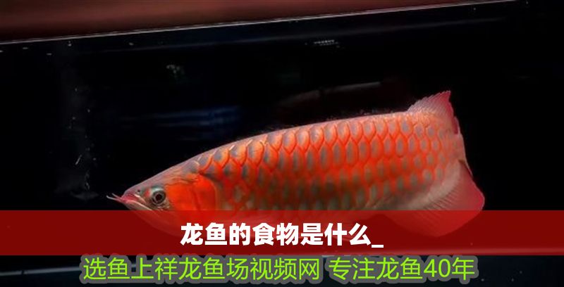 龍魚的食物是什么_