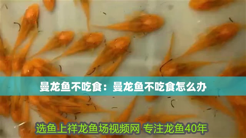 曼龍魚不吃食：曼龍魚不吃食怎么辦