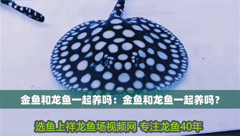 金魚和龍魚一起養嗎：金魚和龍魚一起養嗎？