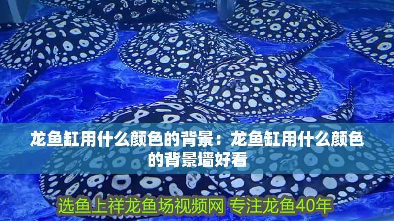 龍魚(yú)缸用什么顏色的背景：龍魚(yú)缸用什么顏色的背景墻好看