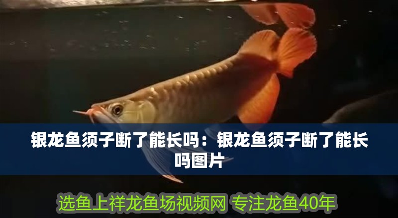 銀龍魚須子斷了能長嗎：銀龍魚須子斷了能長嗎圖片