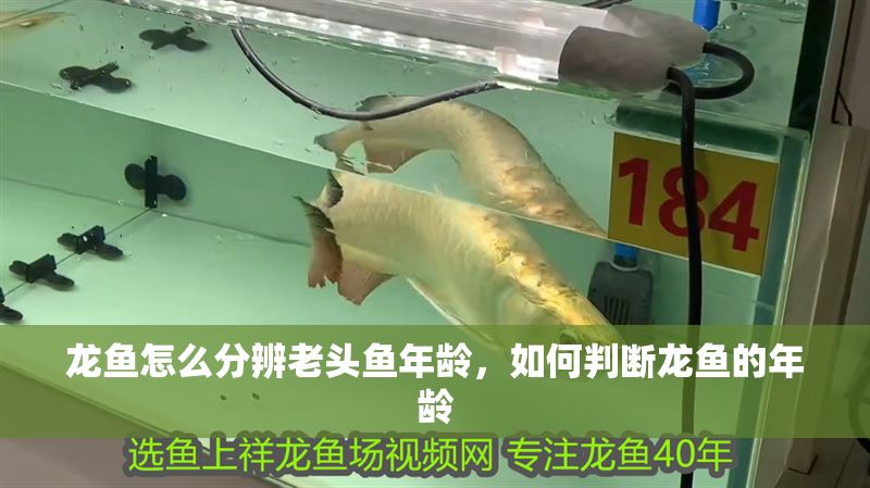 龍魚怎么分辨老頭魚年齡，如何判斷龍魚的年齡 龍魚怎么分辨老頭魚年齡，如何判斷龍魚的年齡 龍魚百科 第2張