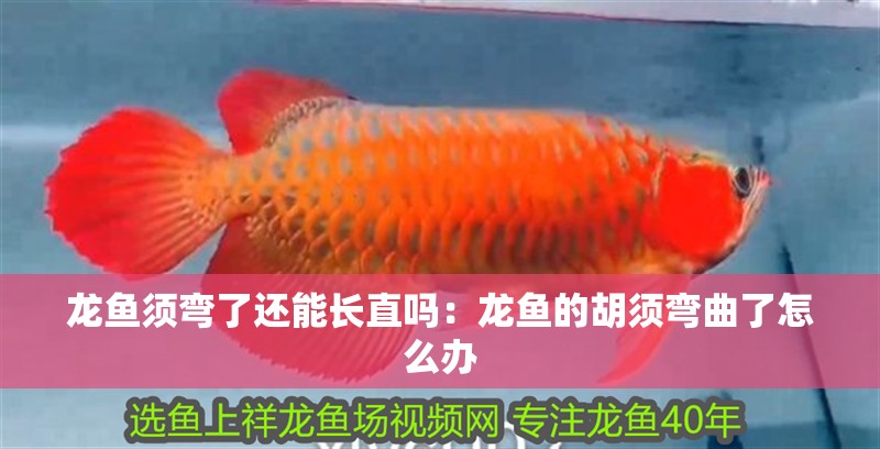 紅龍魚用黃燈烤有用嗎 龍魚須彎了還能長直嗎:龍魚的胡須彎曲了怎么辦 龍魚百科 龍魚須彎了還能長直嗎:龍魚的胡須彎曲了怎么辦 龍魚須彎了還能長直嗎:龍魚的胡須彎曲了怎么辦 龍魚百科
