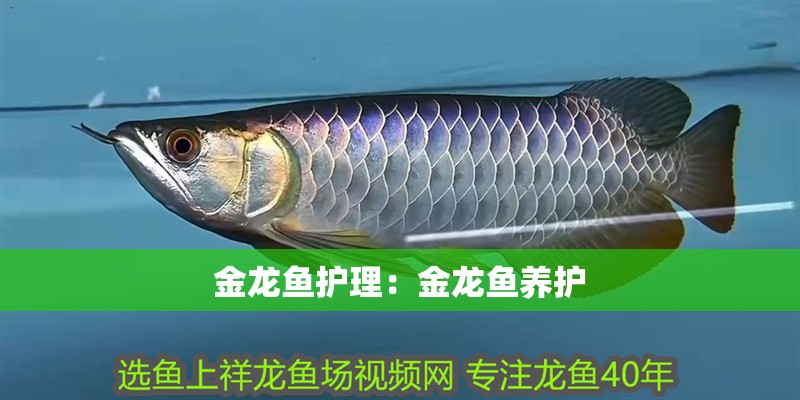 金龍魚護理：金龍魚養護