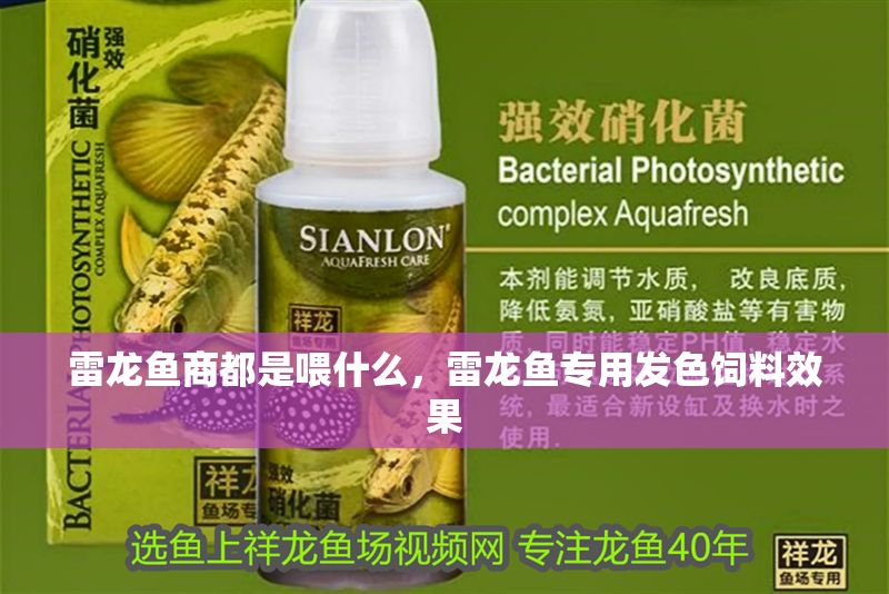 雷龍魚商都是喂什么，雷龍魚專用發色飼料效果