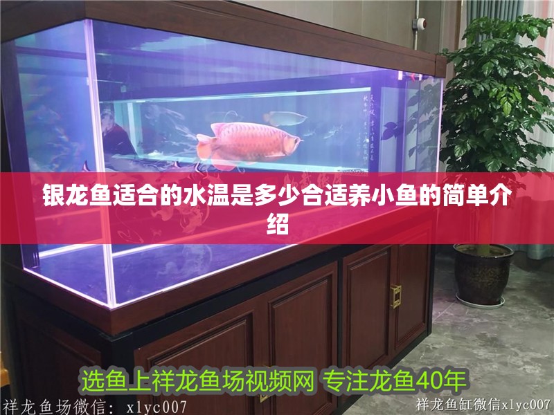 銀龍魚適合的水溫是多少合適養小魚的簡單介紹