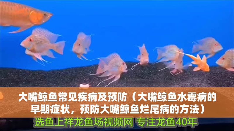 大嘴鯨魚常見疾病及預防（大嘴鯨魚水霉病的早期癥狀，預防大嘴鯨魚爛尾病的方法）