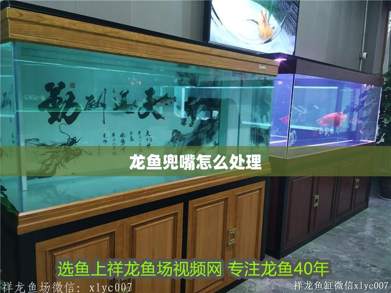 龍魚兜嘴怎么處理