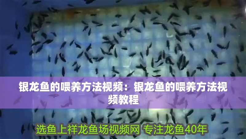 銀龍魚的喂養方法視頻：銀龍魚的喂養方法視頻教程 銀龍魚的喂養方法視頻：銀龍魚的喂養方法視頻教程 水族問答