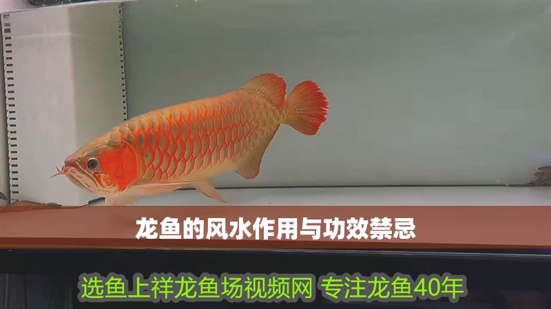 龍魚的風水作用與功效禁忌 龍魚的風水作用與功效禁忌 龍魚百科 第2張