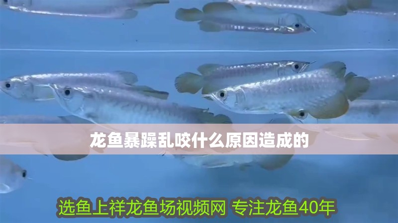 龍魚暴躁亂咬什么原因造成的