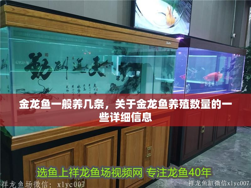 金龍魚一般養幾條，關于金龍魚養殖數量的一些詳細信息