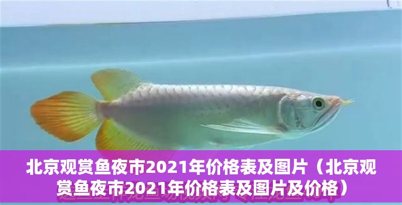 北京觀賞魚夜市2021年價格表及圖片（北京觀賞魚夜市2021年價格表及圖片及價格）