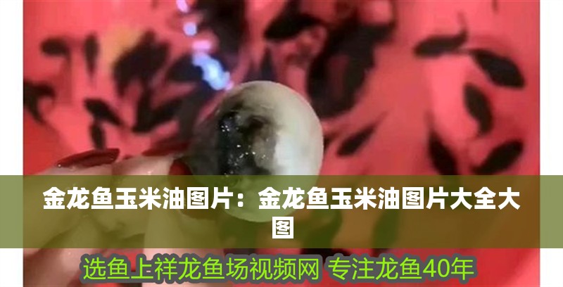 金龍魚玉米油圖片：金龍魚玉米油圖片大全大圖