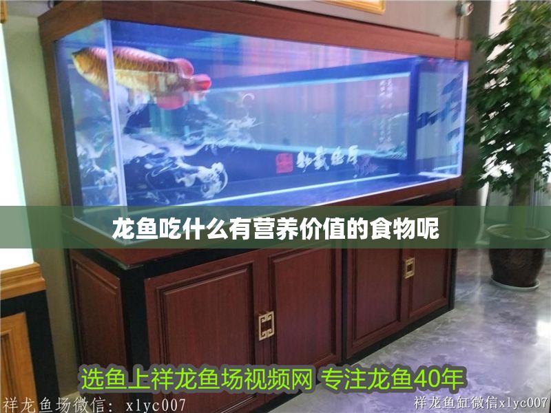 龍魚吃什么有營養價值的食物呢