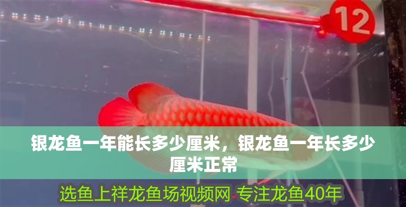 銀龍魚一年能長多少厘米，銀龍魚一年長多少厘米正常 銀龍魚一年能長多少厘米，銀龍魚一年長多少厘米正常 銀龍魚百科