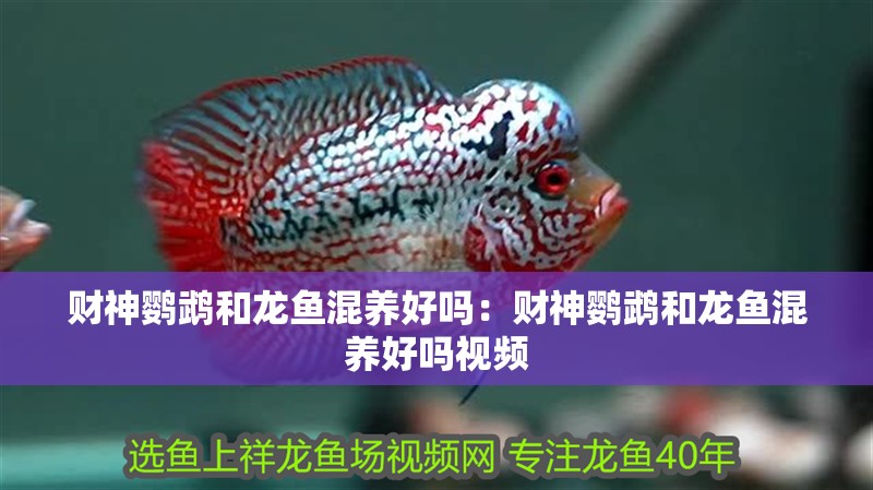 財(cái)神鸚鵡和龍魚(yú)混養(yǎng)好嗎：財(cái)神鸚鵡和龍魚(yú)混養(yǎng)好嗎視頻