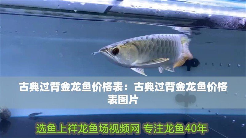 古典過背金龍魚價格表：古典過背金龍魚價格表圖片