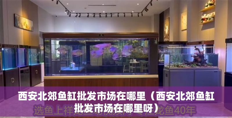 西安北郊魚缸批發市場在哪里（西安北郊魚缸批發市場在哪里呀）