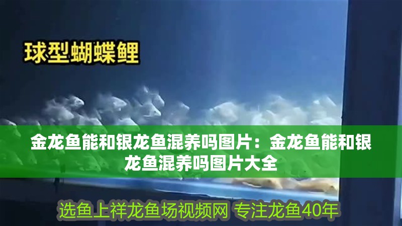 金龍魚能和銀龍魚混養(yǎng)嗎圖片：金龍魚能和銀龍魚混養(yǎng)嗎圖片大全