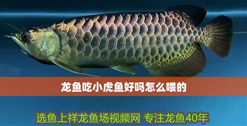 龍魚吃小虎魚好嗎怎么喂的