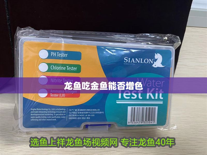 龍魚吃金魚能否增色