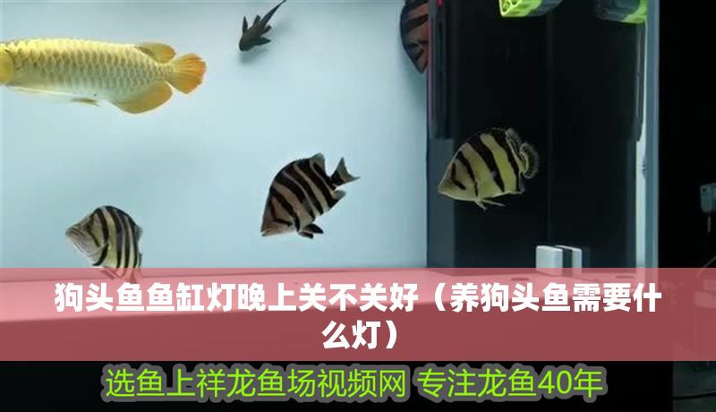 狗頭魚魚缸燈晚上關不關好（養狗頭魚需要什么燈）