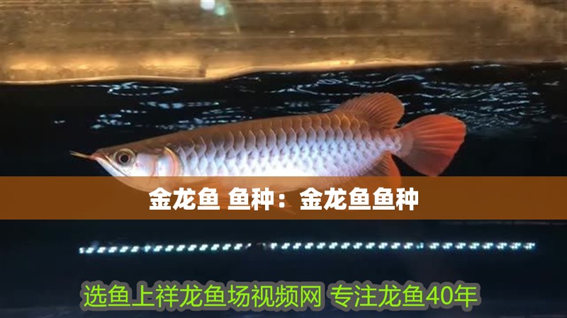 金龍魚 魚種：金龍魚魚種