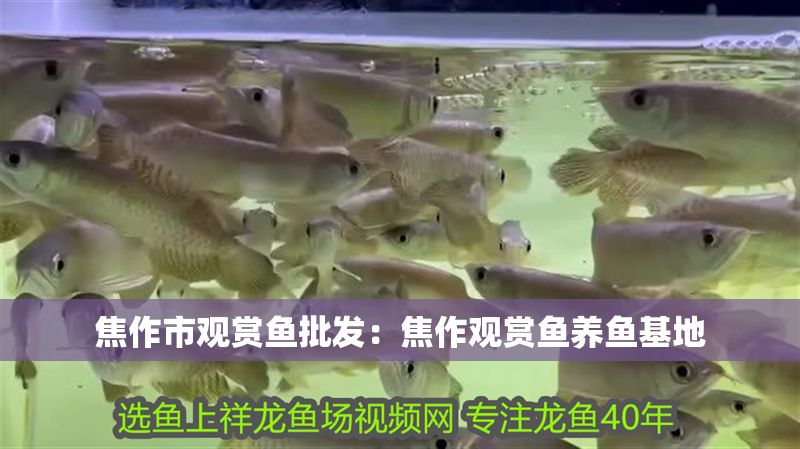 焦作市觀賞魚批發(fā)：焦作觀賞魚養(yǎng)魚基地