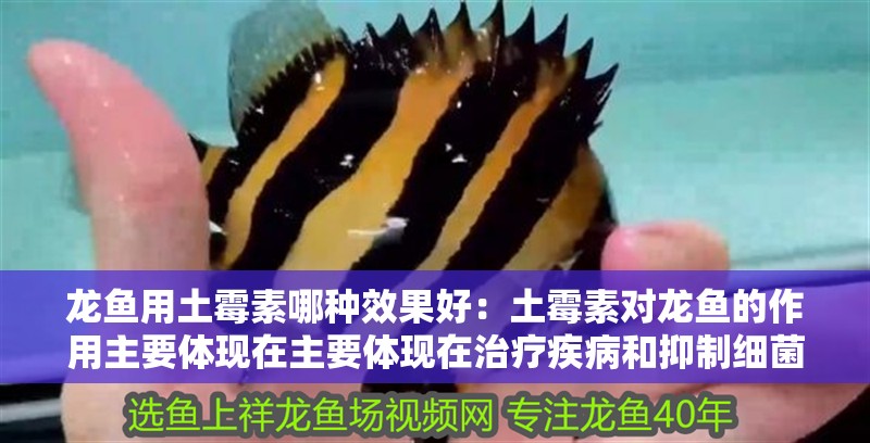 龍魚用土霉素哪種效果好：土霉素對龍魚的作用主要體現在主要體現在治療疾病和抑制細菌生長