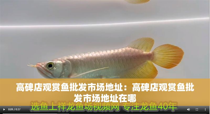 高碑店觀賞魚批發(fā)市場地址：高碑店觀賞魚批發(fā)市場地址在哪