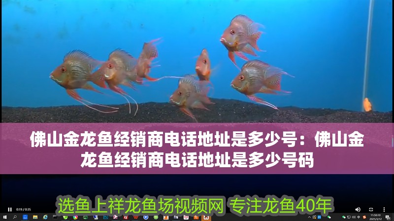 佛山金龍魚經銷商電話地址是多少號：佛山金龍魚經銷商電話地址是多少號碼