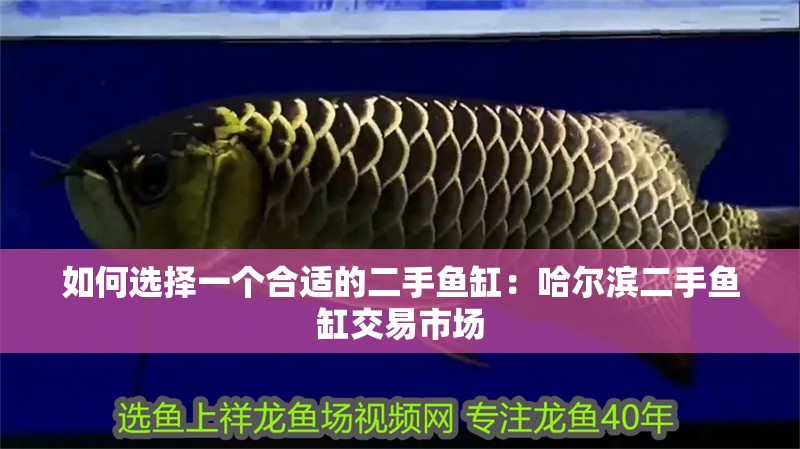 如何選擇一個合適的二手魚缸：哈爾濱二手魚缸交易市場