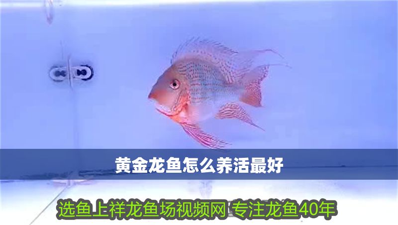 黃金龍魚怎么養活最好