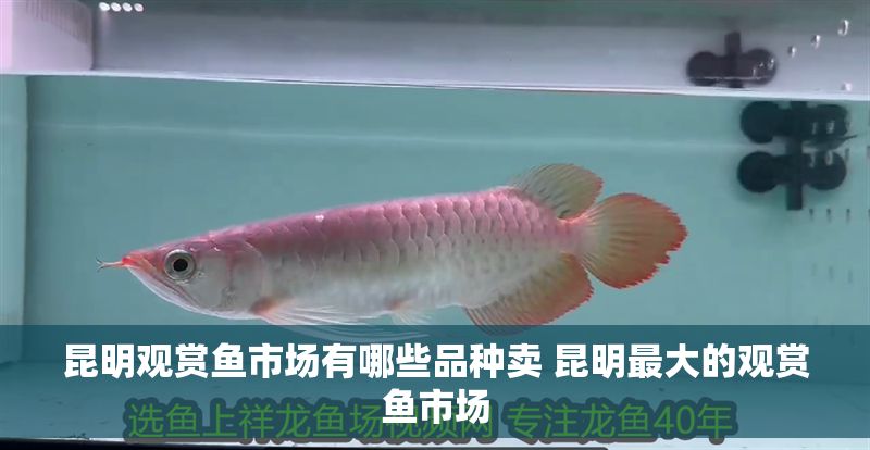 昆明觀賞魚市場(chǎng)有哪些品種賣 昆明最大的觀賞魚市場(chǎng)